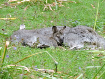 Sheep resting on a land