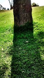 Trees on grassy field