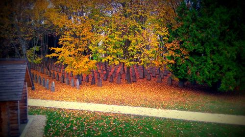 Close-up of yellow autumn tree