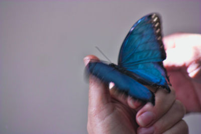 Close-up of hand with blue butterfly 