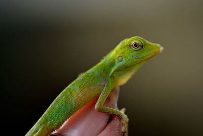 Close-up of lizard