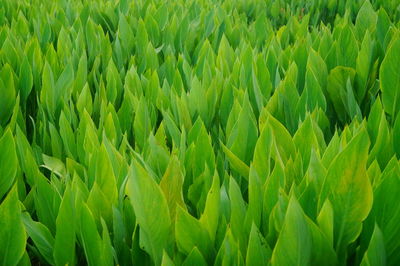 Close-up of crops growing on field