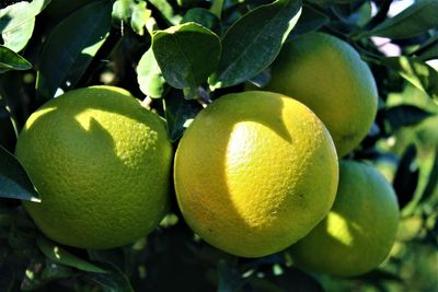 Close-up of fruits on tree