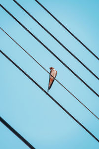 Low angle view of a bird