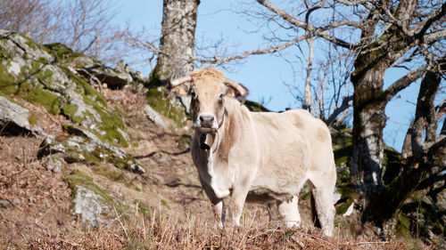 Portrait of horse standing on land