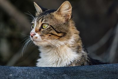 animal