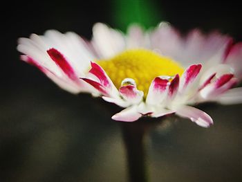 Close-up of pink flowers blooming outdoors