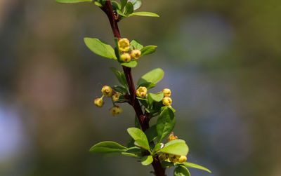 Close-up of yellow flowering plant