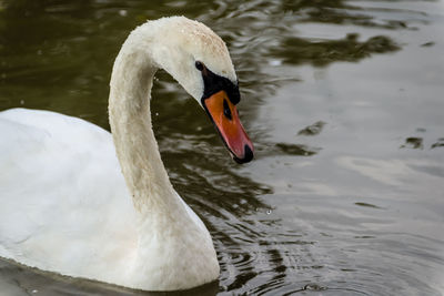 Close-up of mute swan swimming in lake