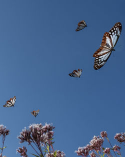 Low angle view of butterfly flying in sky