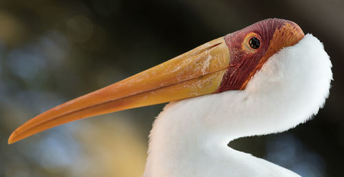 Close-up of a bird