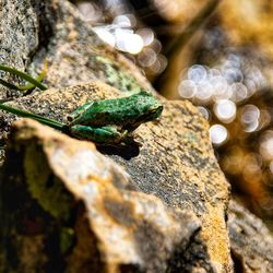 Close-up of insect on rock