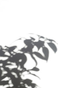 Close-up of shadow on white background