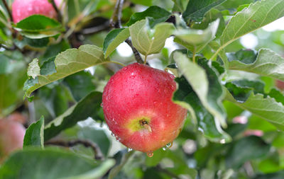 Close-up of apple on plant