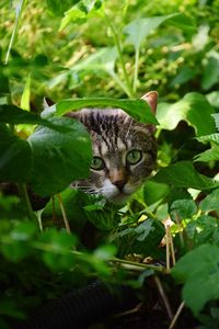 Portrait of a cat