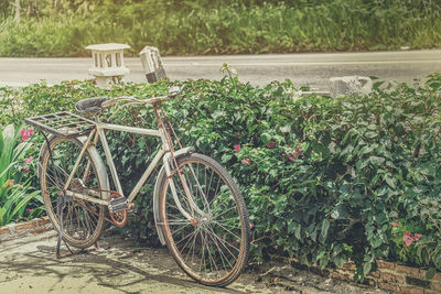 Bicycle by plants