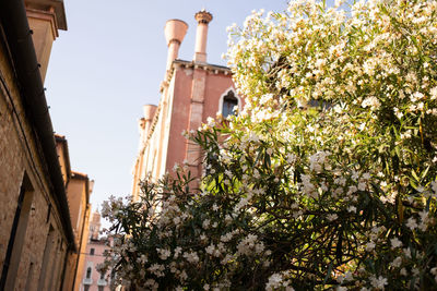 Low angle view of flowering plants and buildings against sky