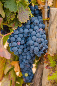 Close-up of grapes growing in vineyard