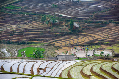 High angle view of rice paddy