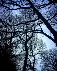 Low angle view of silhouette bare trees against sky