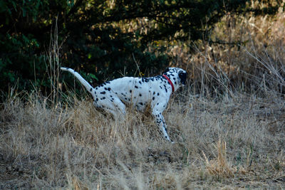 Dog running in a field