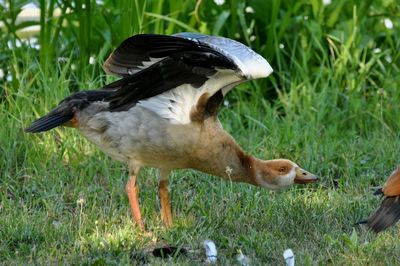 Close-up of a duck on field