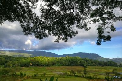 Scenic view of agricultural field against sky