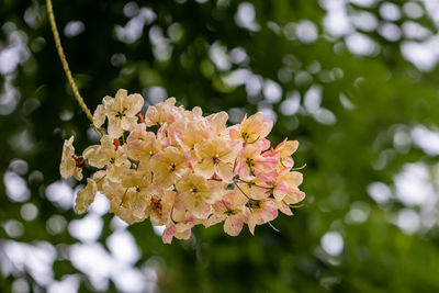 Close-up of pink flowering plant