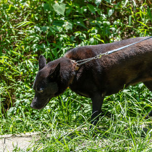 Side view of a dog on field