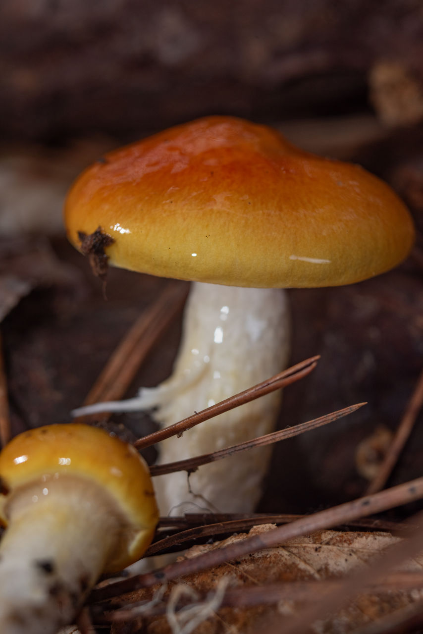 food, mushroom, vegetable, fungus, macro photography, food and drink, close-up, edible mushroom, yellow, land, no people, nature, forest, agaricaceae, plant, autumn, growth, tree, freshness, agaricus, selective focus, bolete, penny bun, outdoors