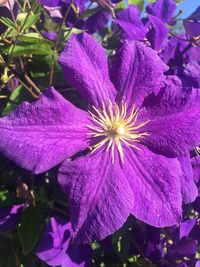 Close-up of purple flowers blooming outdoors