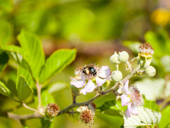 Close-up of bee on purple flower during sunny day