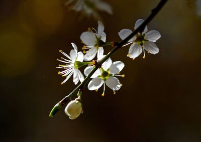 Close-up of white flowers on tree