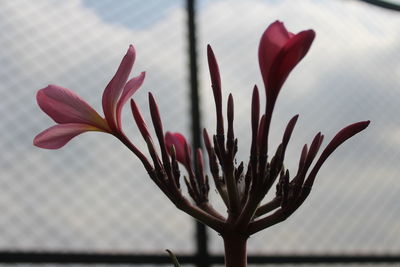 Close-up of pink flower pot