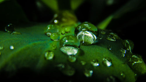 Close-up of water drops on leaf