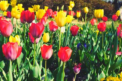 Close-up of fresh tulips in field