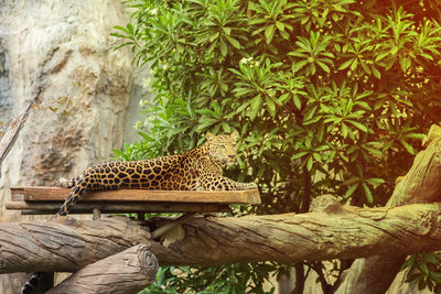 Cat relaxing on wooden wall in zoo