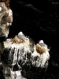 Close-up of bird perching on rock