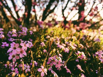 Close-up of pink flowers blooming on tree