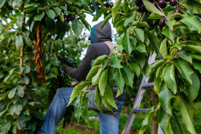 View of fruits on tree