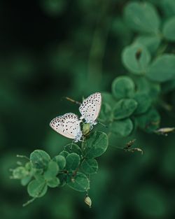 Close-up of butterfly pollinating flower