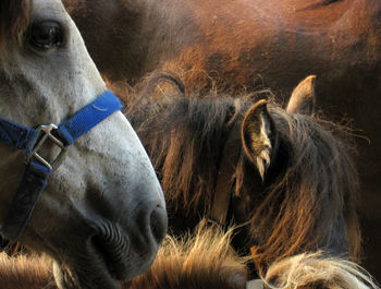 Close-up of horse