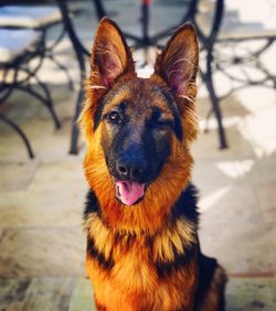 Close-up portrait of a dog