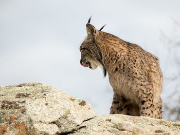 Low angle view of iberian lynx standing on rock at donana national park