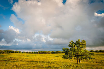 Scenic view of trees on field against sky