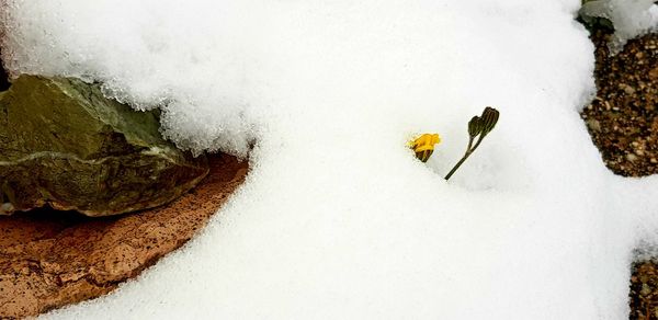 High angle view of lizard on snow