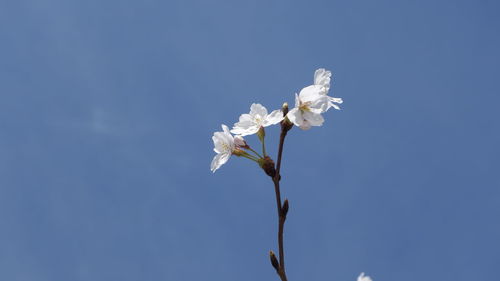 Low angle view of white flowers blooming against clear sky
