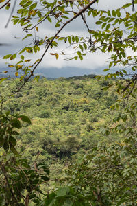 Scenic view of green landscape