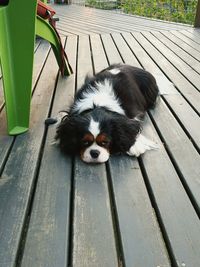 Close-up of dog sitting on wood