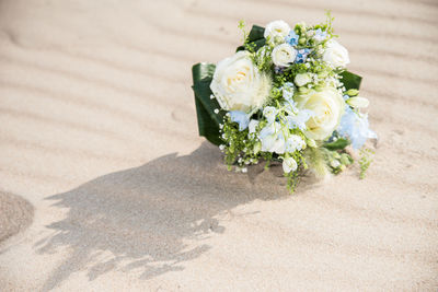 White roses on plant